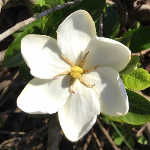 sweet_azalea